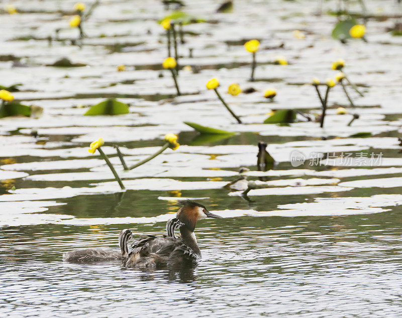 大冠毛鸊鷉(Podiceps cristatus)，有两个幼